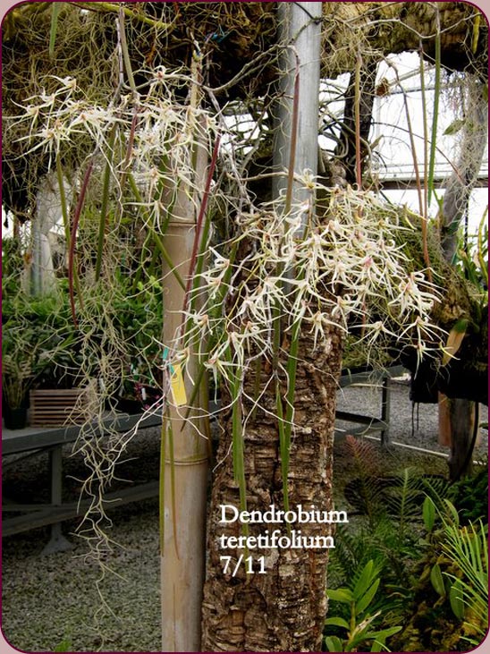 Dendrobrium teretifolium